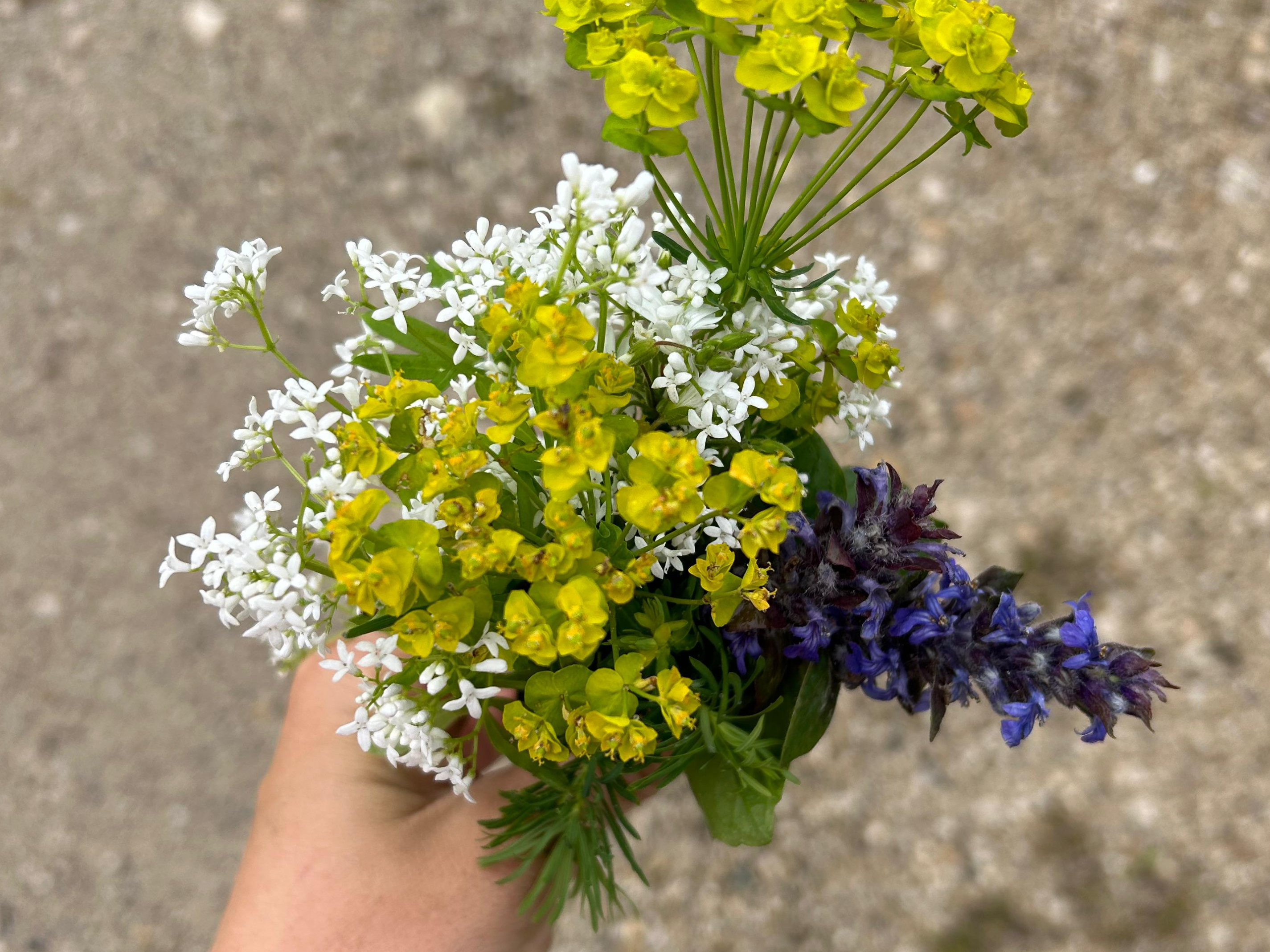 fleurs-fotor